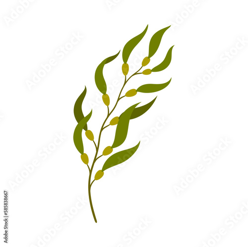 Underwater plant growing in deep sea waters, aquatic environment flora. Vector gorgonian aquarium seaweed, plant with berries and green leaves
