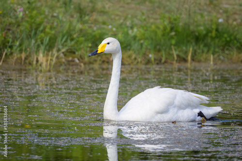 A Whooper Swan swimming on a pond