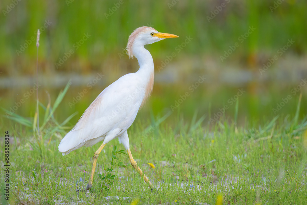 A Western Cattle Egret walking on a meadow A Western Cattle Egret walking on a meadow