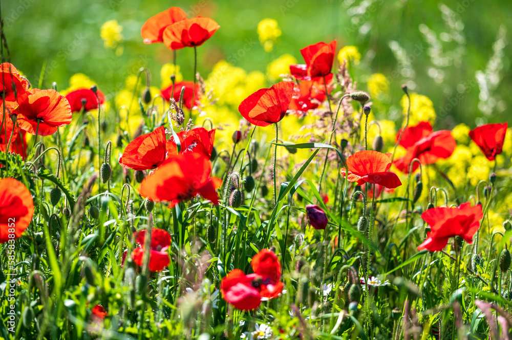 Naklejka premium field of poppies