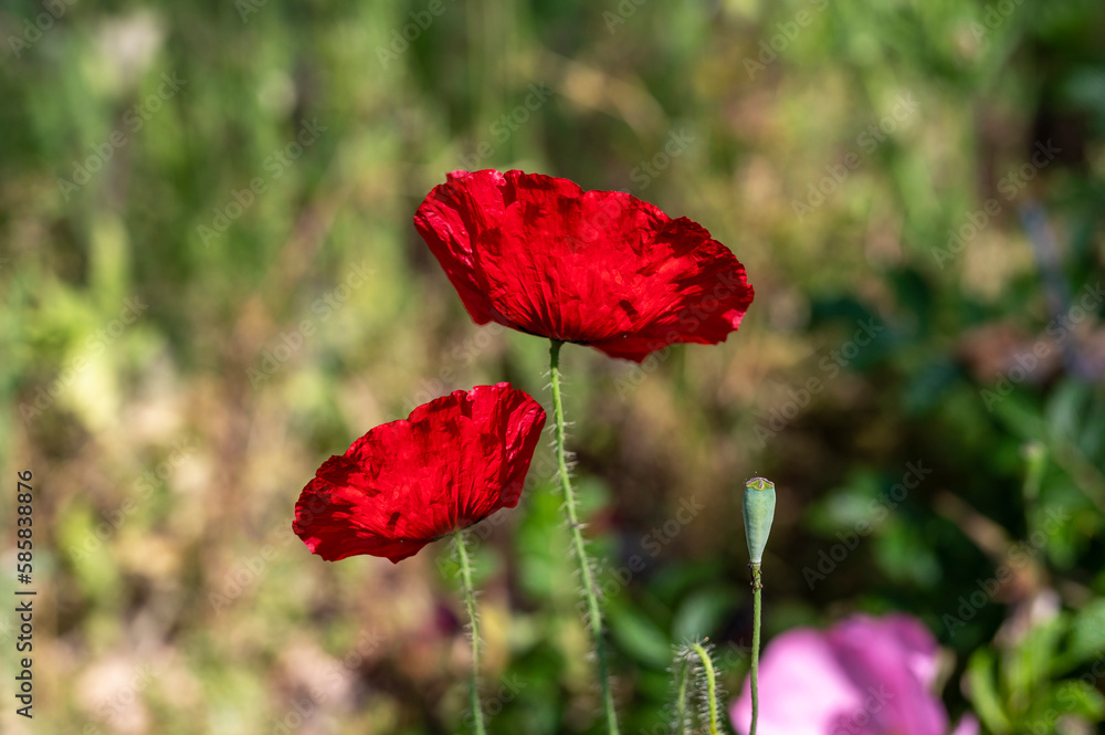 Obraz premium red poppy in the field