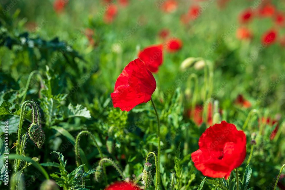 Fototapeta premium red poppy in the field