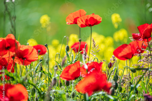 poppies in the field