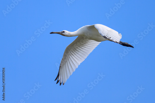 A flying spoonbill on a sunny day in summer