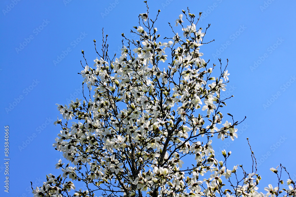 White magnolia flowers in spring garden