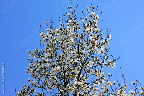 Obraz na płótnie White magnolia flowers in spring garden w salonie