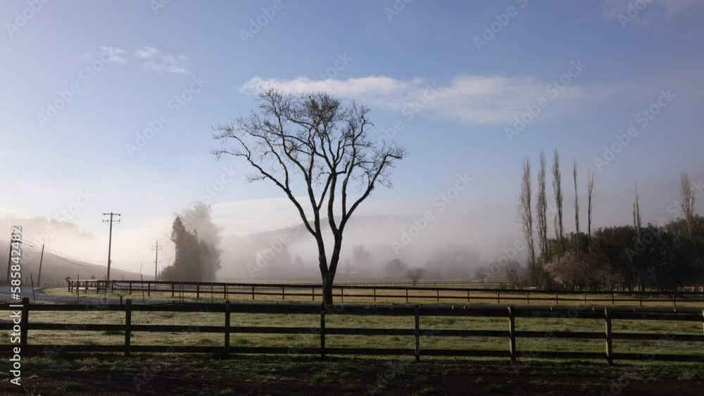 Beautiful tree in rustic Northern California ranch with morning fog and light Beautiful tree in rustic Northern California ranch with morning fog and light