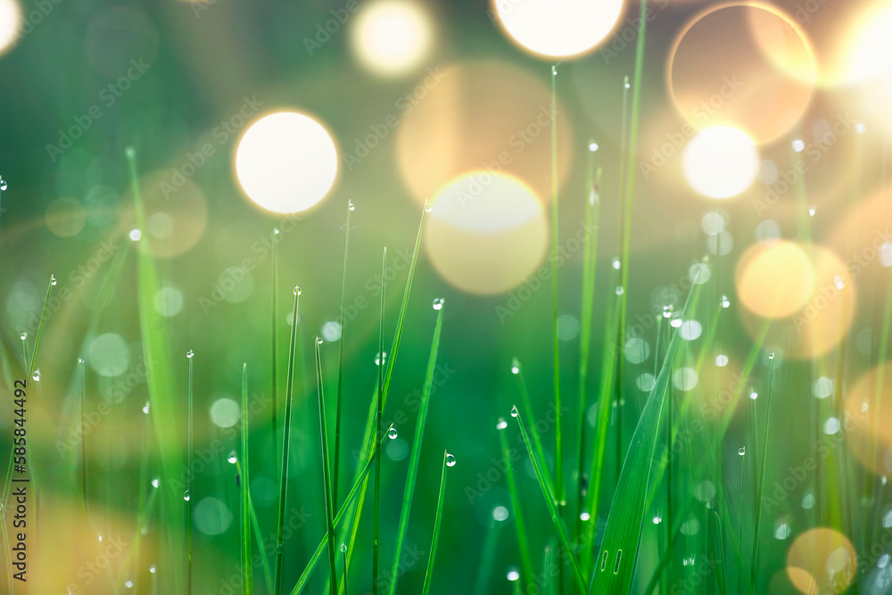 Blades of grass in drops of morning dew. very soft selective focus. natural lovely green background
 Sunny bokeh and soft light
