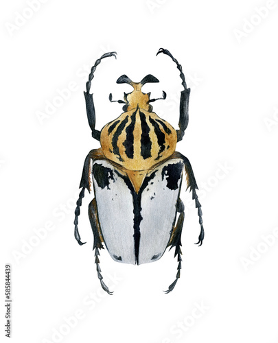 Chief goliath beetle illustration isolated. Hand-drawn watercolor white yellow black bug. Scarab beetle. Goliathus. Scarabaeidae. Coleoptera species collection. Insects photo