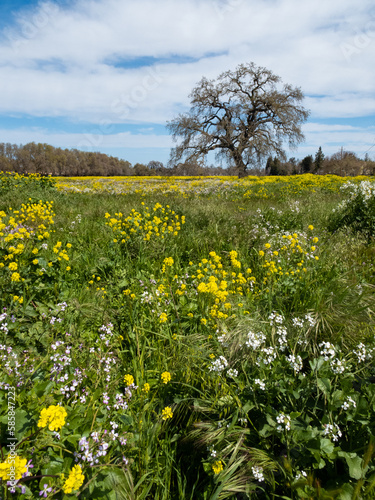 Field of wildflowers with a mature oak tree in the middle 