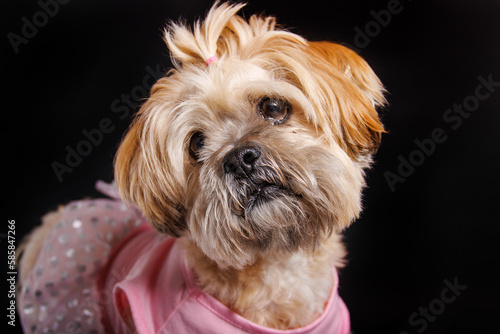 Lhasa Apso - Amazing dog in studio photo session