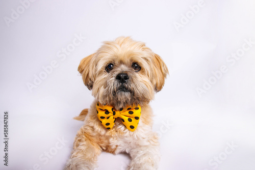 Lhasa Apso - Amazing dog in studio photo session