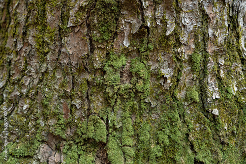 Tree bark and moss close-up, texture background image