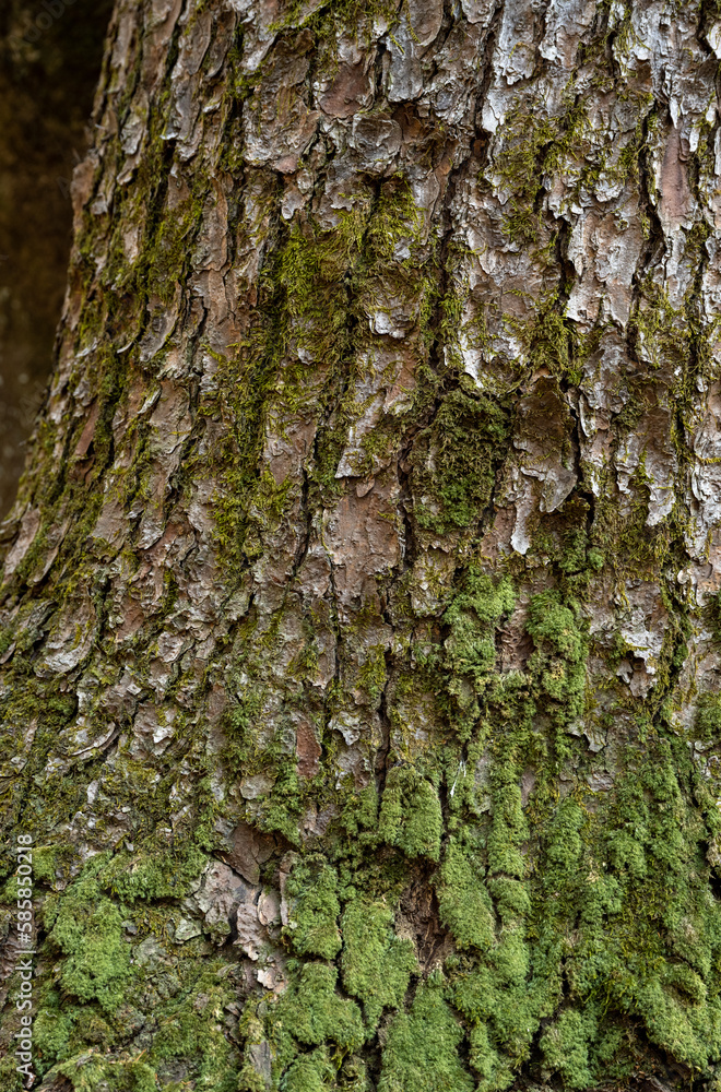 Tree bark and moss close-up, texture background image