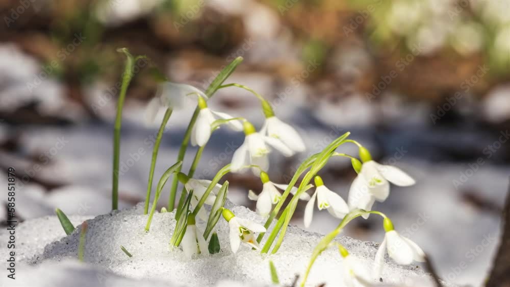 White snowdrop flower bloom and twinkle in a wind and snow melts in forest nature in early spring time lapse