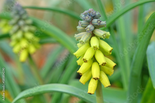 Muscari macrocarpum 'Golden Fragrance' in flower. photo