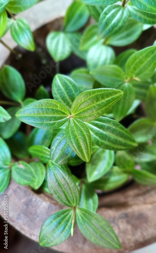 indoor plant  peperomia  green leaves