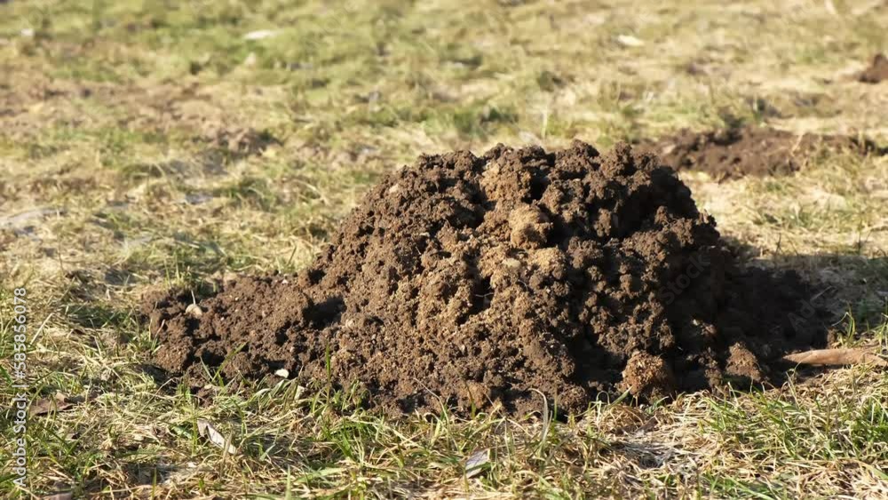 Molehill On Grass Mole Hole Lawn Damage Wormhole On Green Grass molehill-on-grass-mole-hole-lawn-damage-wormhole-on-green-grass