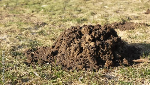 Molehill on grass. Mole hole. Lawn damage. Wormhole on green grass meadow. Spring season in the garden. Countryside problem with moles. Close-up. Side view. Ground burrow. Rodents control. Mole traps. photo