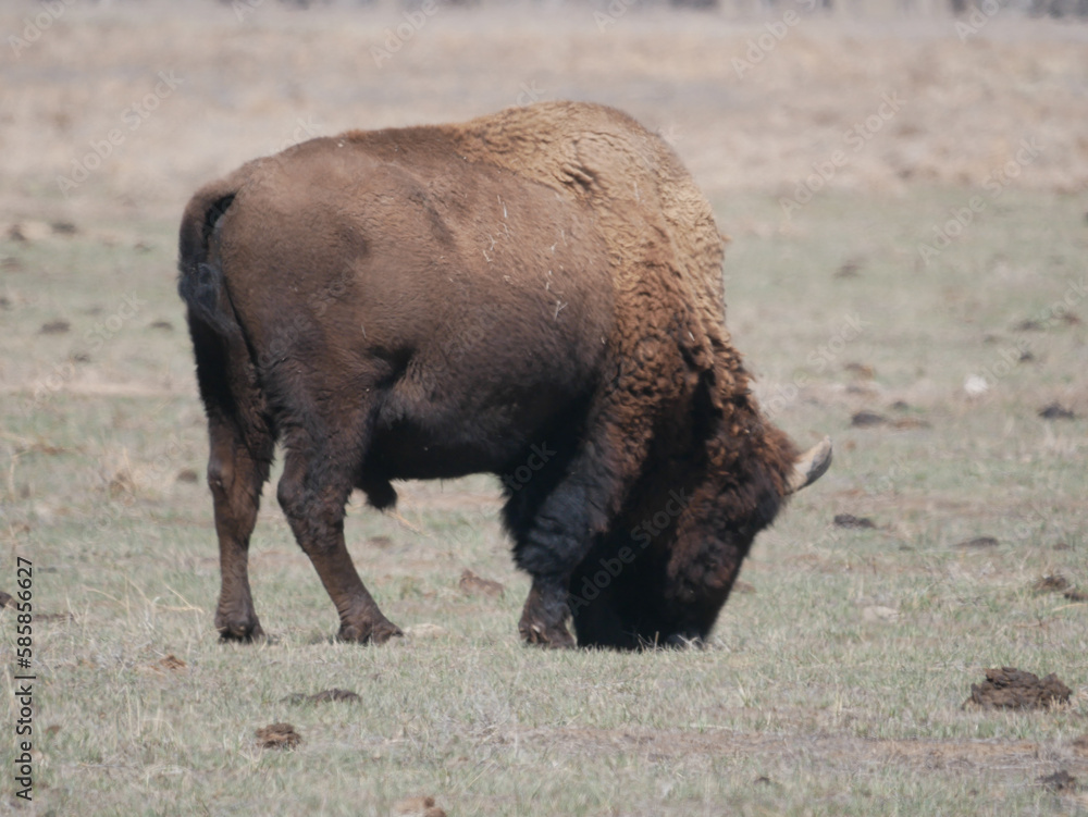 american bison in park in denver colorado american bison in park in denver colorado
