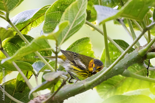 Reinita Tigrina, Reinita Gorjinaranja y Tangara Gyrola. Lindas aves de colores.  photo