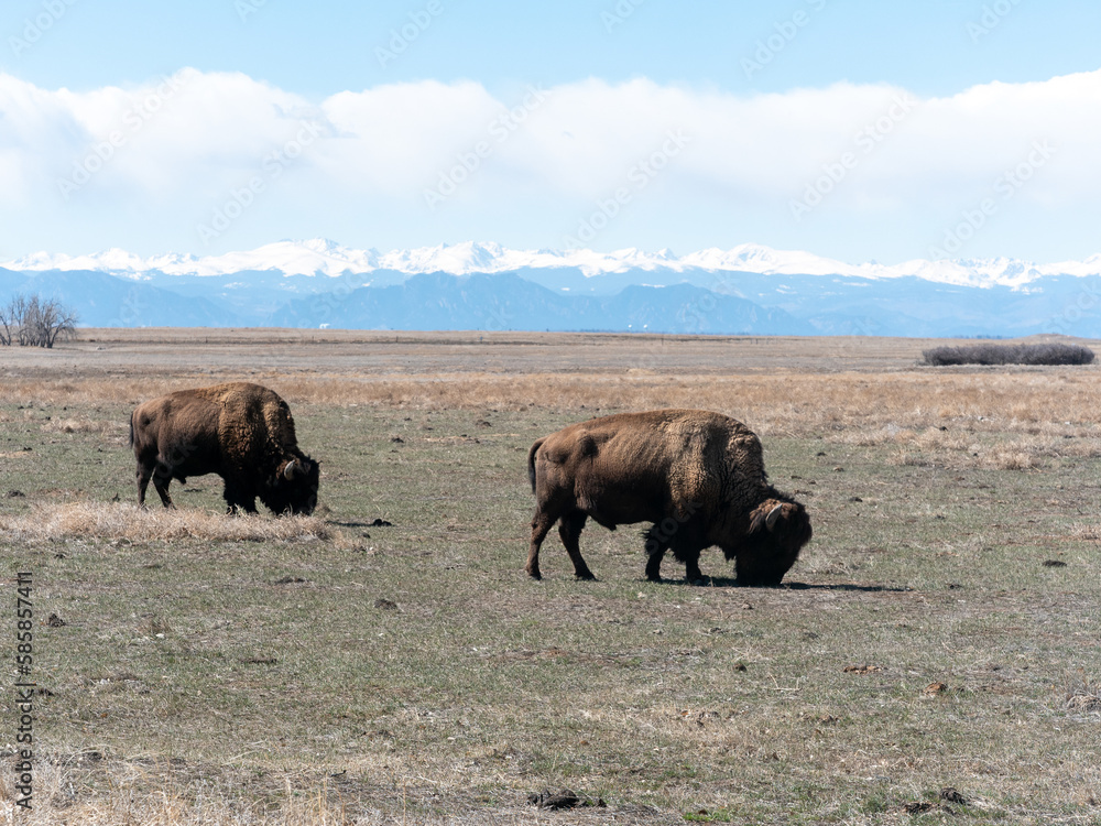 american bison in rocky mountain arsenal national wildlife refuge