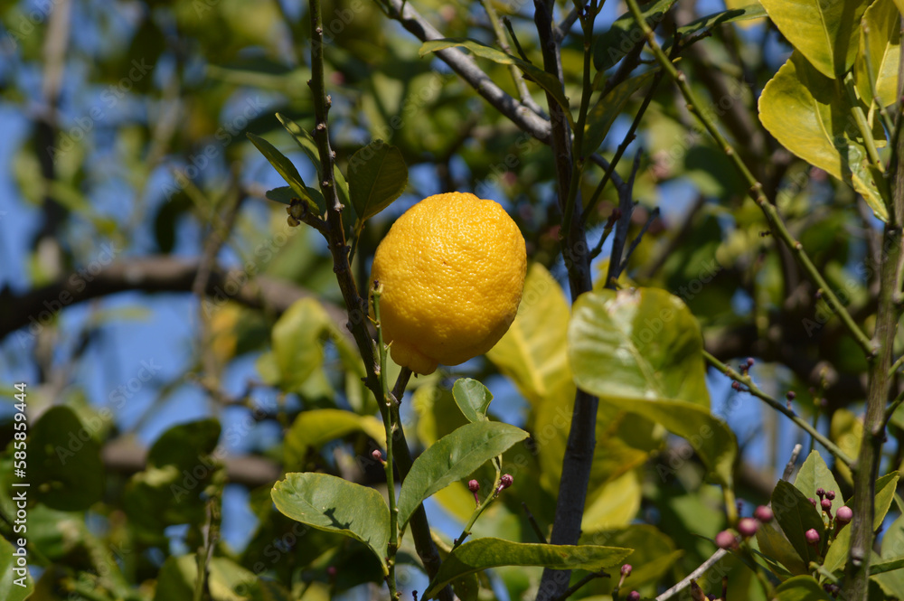 Closeup of a lemon on a tree