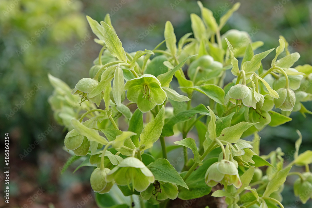 Stinking hellebore 'Yellow Wilgenbroek' in flower Stinking hellebore 'Yellow Wilgenbroek' in flower