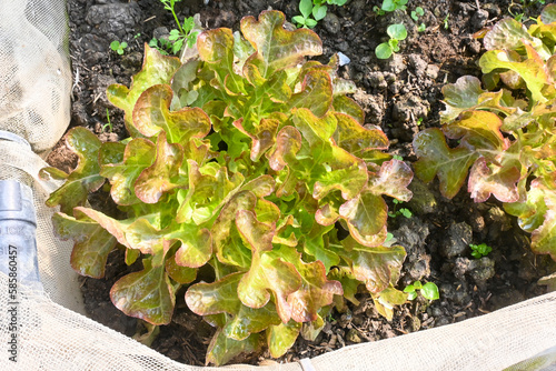 Close up of red butterhead lettuce organic farming selective focus photo