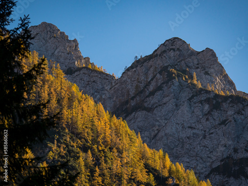 Beautiful contrast between golden larch trees and shadow rocky side of mountain
