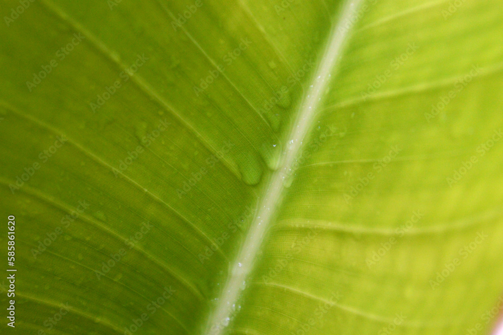 A wet fresh banana leaf A wet fresh banana leaf
