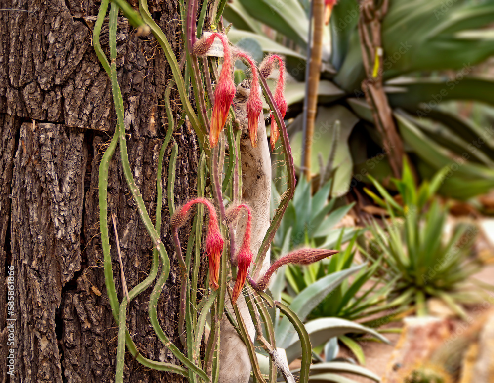 The buds of a rare creeping cactus (Selenicereus grandiflorus). Moon