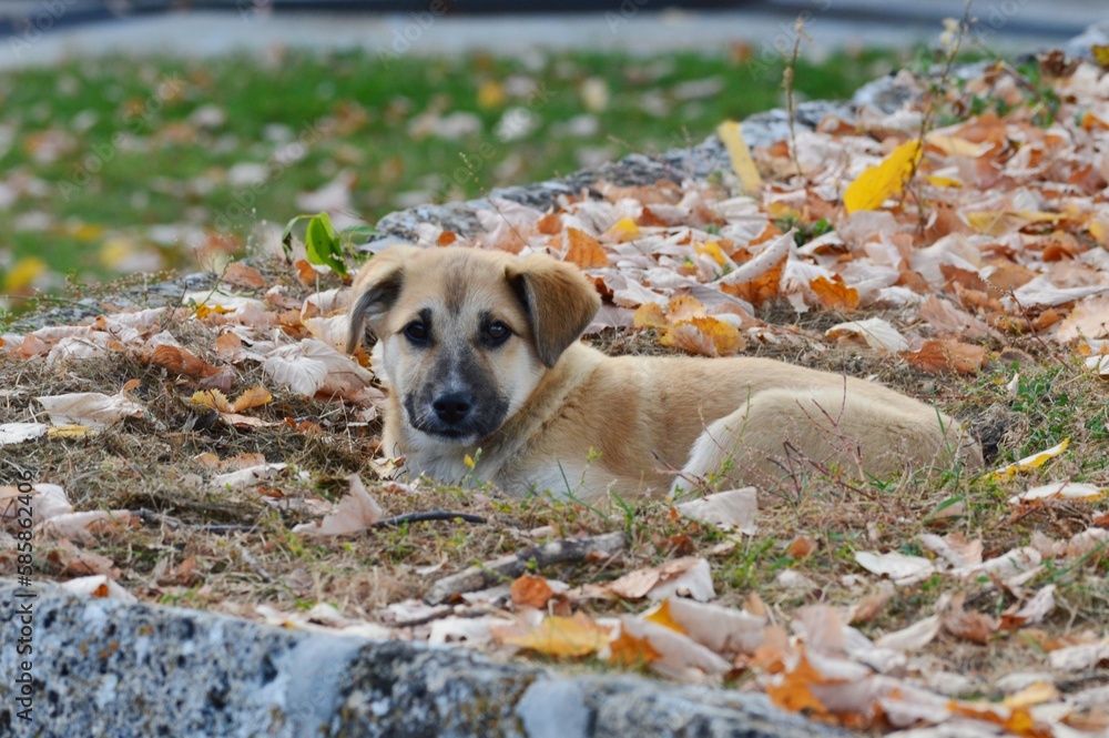 a brown dog lies in the leaves