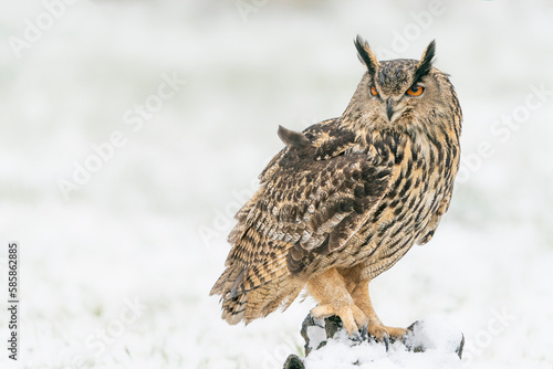  A beautiful, huge European Eagle Owl (Bubo bubo) sitting on a branch in the snow. 