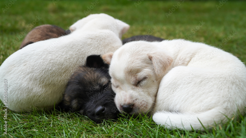cute puppies sleeping cute puppies sleeping