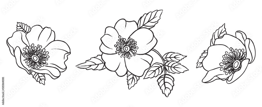 Black and White Hand-Drawn Flowers