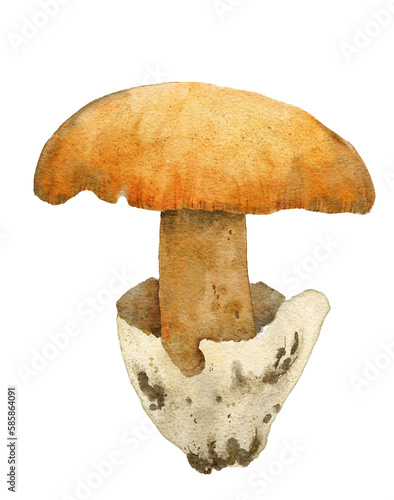 Hand drawn watercolor illustration of  Caesar's mushroom amanita caesarea. Forest wood fungi fungus boletus, woodland autumn fall nature element, poisonous agarics, edible mushroom in beige brown  photo