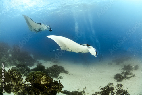 Two reef mantas swimming in the blue