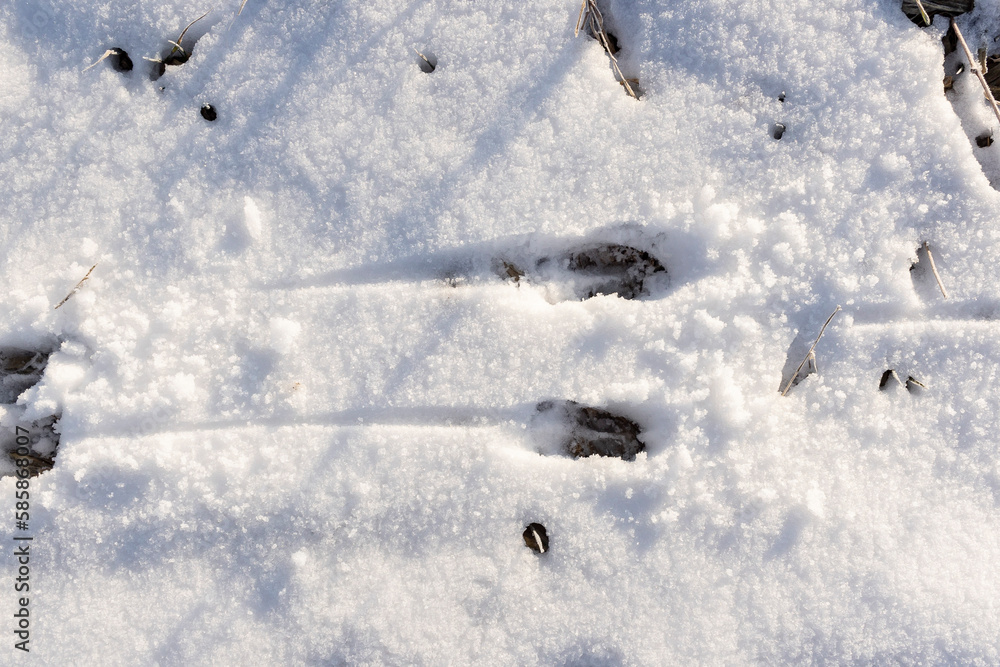 Whitetail deer tracks in the snow.
