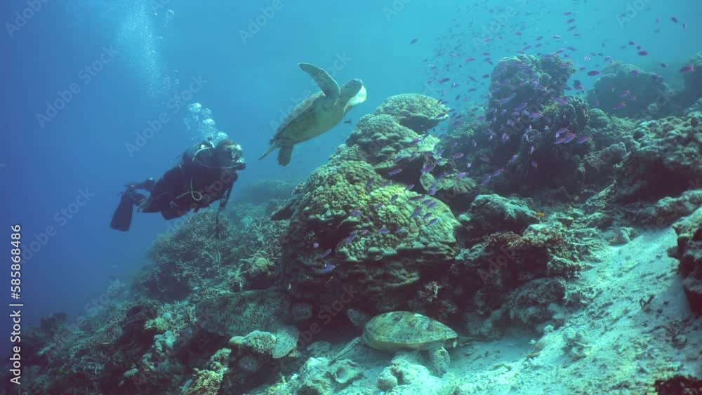 The diver swims next to the sea turtle. Beautiful underwater world. Sipadan, Malaysia. The diver swims next to the sea turtle. Beautiful underwater world. Sipadan, Malaysia.