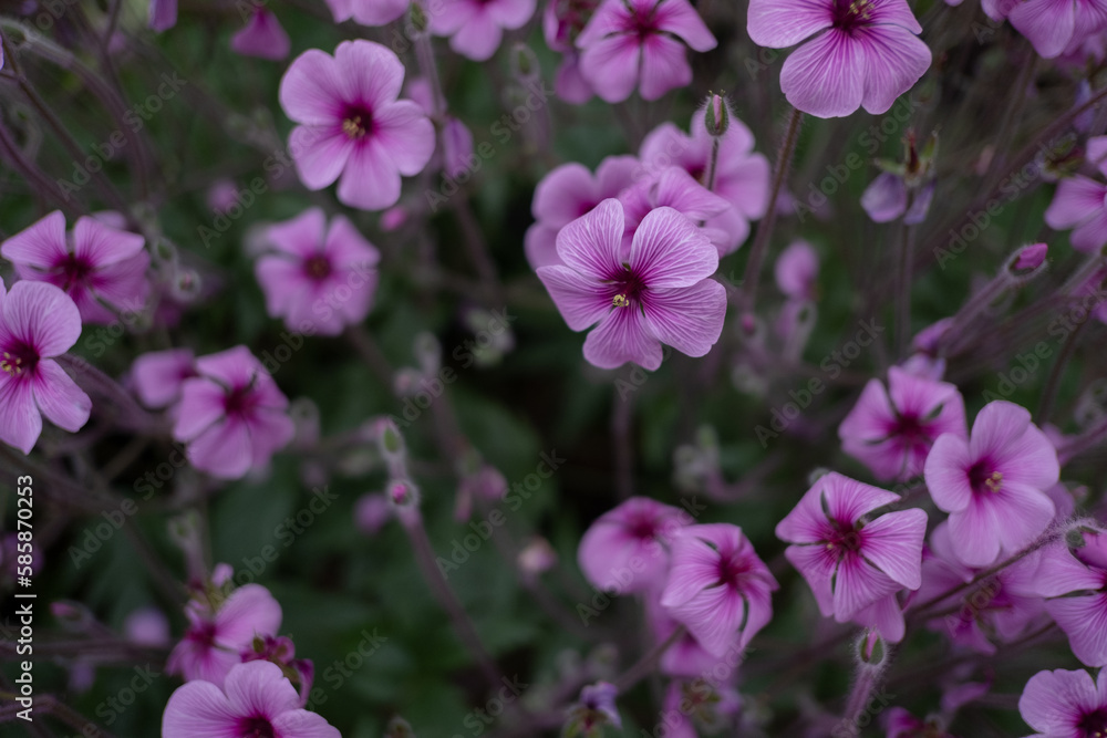 Purple flowers