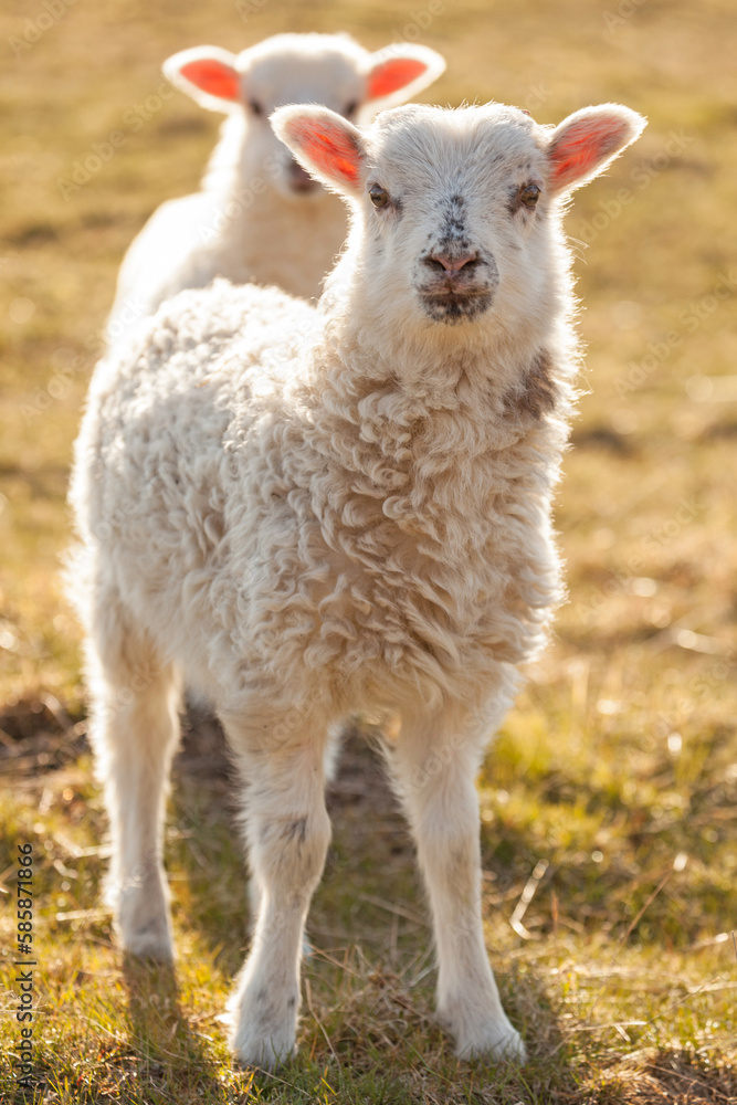 two sheeps within a mob turn to check out the photographer two sheeps within a mob turn to check out the photographer