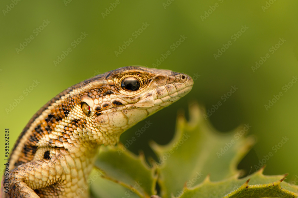 Closeup Beautiful lizard in the garden Closeup Beautiful lizard in the garden