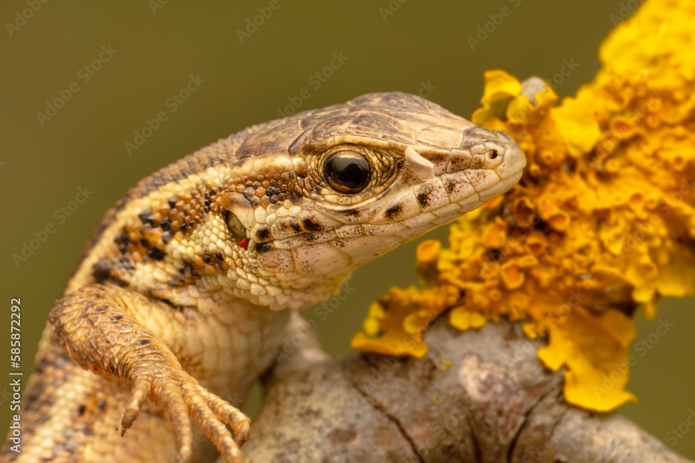 Closeup Beautiful lizard in the garden Closeup Beautiful lizard in the garden