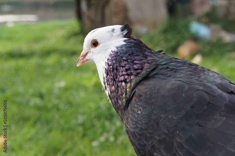 Obraz premium Close-up portrait of a beautiful pigeon with a crest on the back of its head