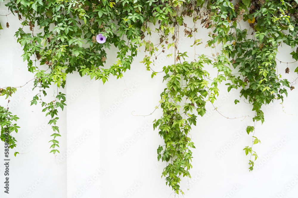 Obraz premium green wall with morning glory for background
