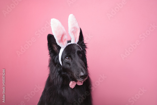Adorable Easter Bunny Dog. Dog wearing pink and white bunny ears and a pink bowtie on a pink background. 