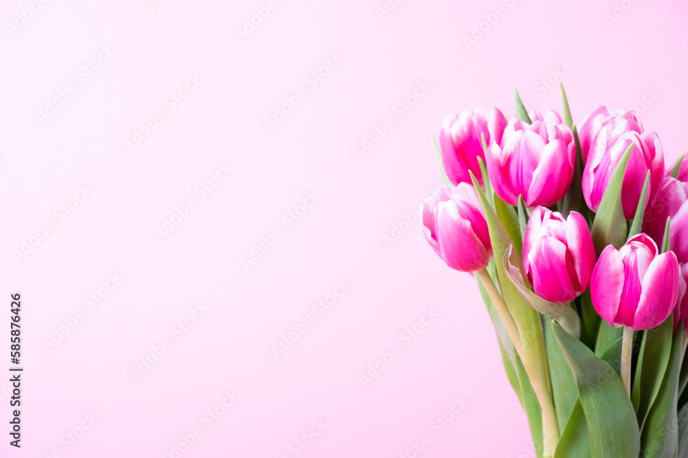 Beautiful fresh tulip flowers in full bloom against pink background. Copy space for text. Spring blooms. Beautiful fresh tulip flowers in full bloom against pink background. Copy space for text. Spring blooms.
