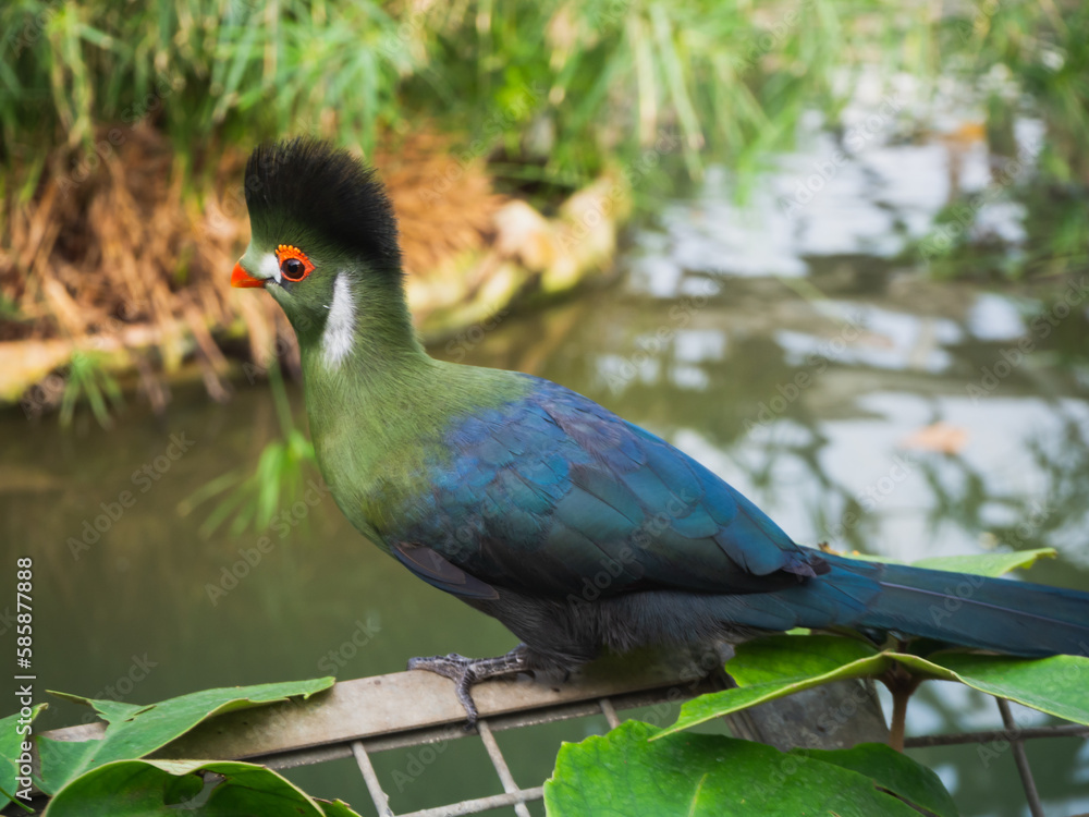 Obraz premium Portrait of African colorful bird, Knysna Turaco, Tauraco corythaix. Close-up, white crested rare exotic lourie. In the farm of crocodiles at Pierrelatte