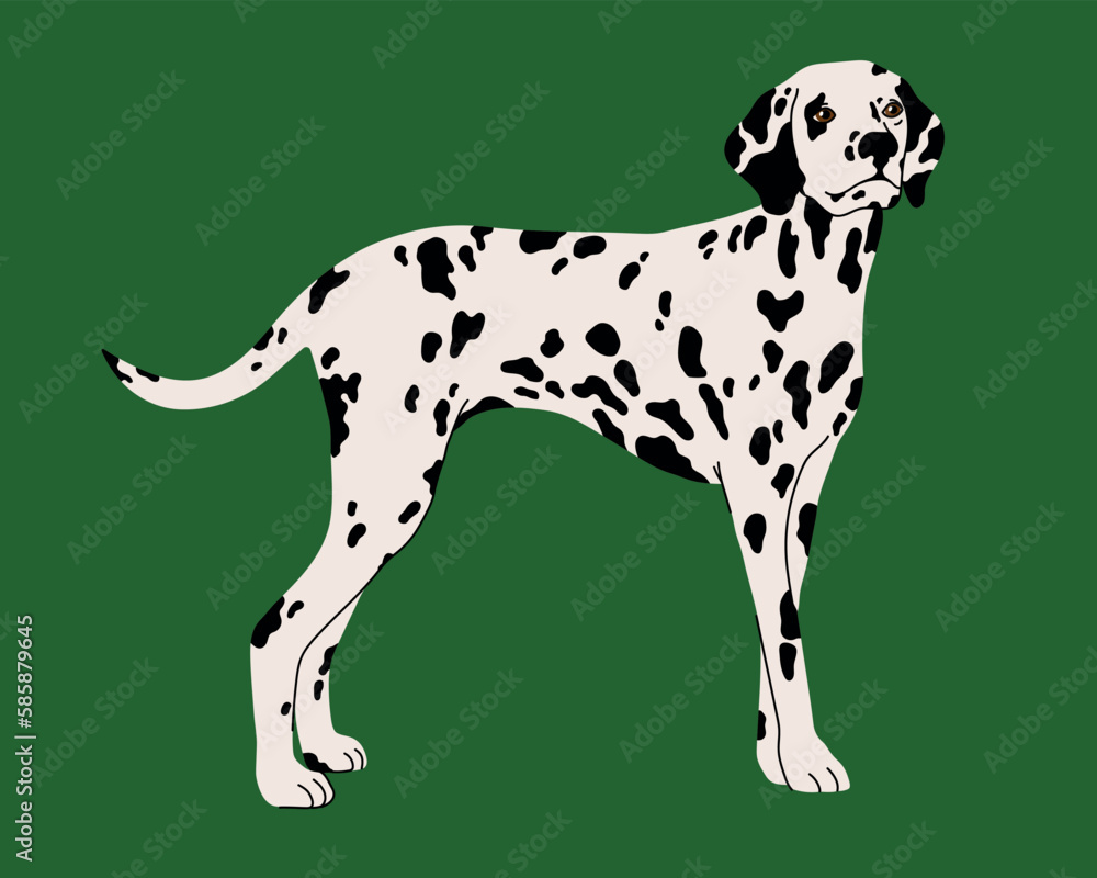 Dog breed Dalmatian vector flat illustration isolated on green background.